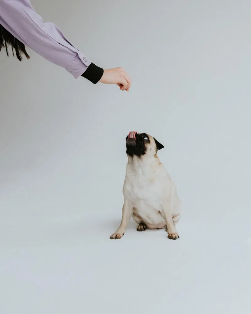 Mops patrzy na smakołyk w dłoni trenerki