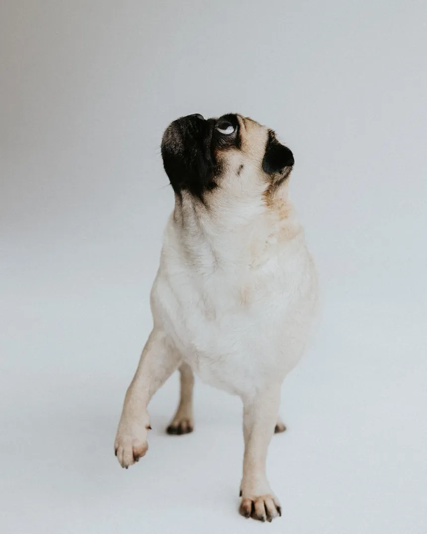 Mops patrzy w górę na opiekunkę